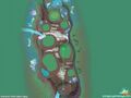 Thumbnail for version as of 22:03, 4 July 2025